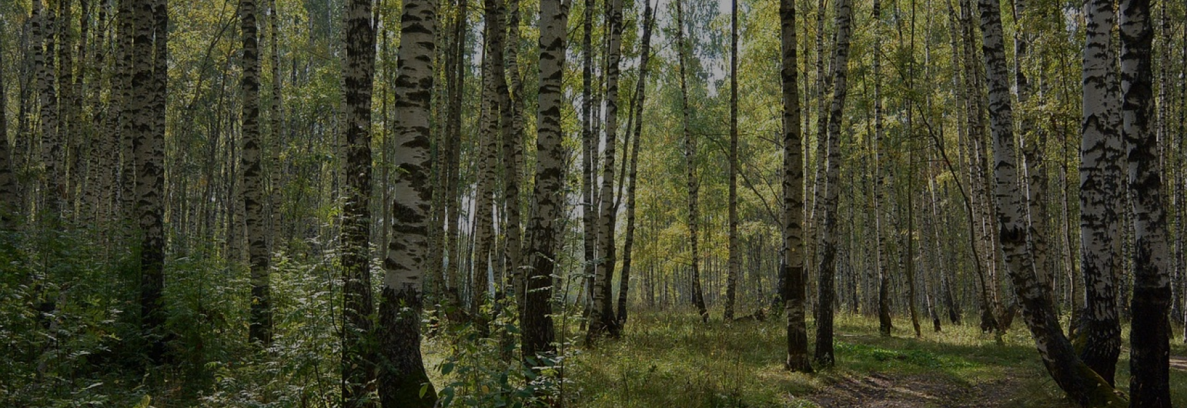 A dense forest of tall birch trees with white bark and dark markings. Sunlight filters through the foliage, illuminating a narrow dirt path on the forest floor.